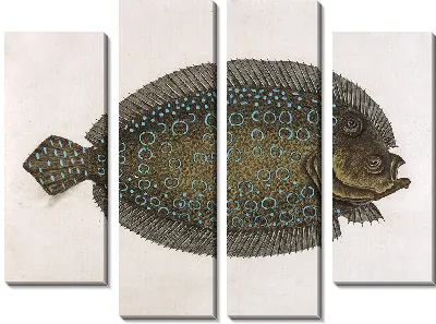 Картина Солнце (Solea lunata)