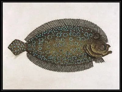 Картина Солнце (Solea lunata)