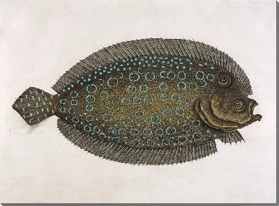 Картина Солнце (Solea lunata)