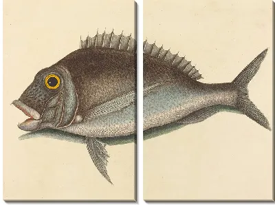 Картина Порги (Sparus chrysops) (1754 г.)