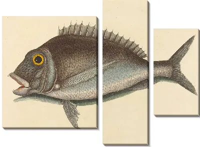 Картина Порги (Sparus chrysops) (1754 г.)