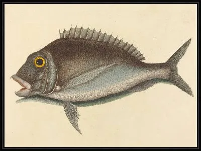 Картина Порги (Sparus chrysops) (1754 г.)