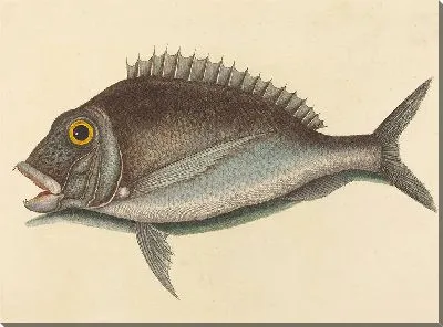 Картина Порги (Sparus chrysops) (1754 г.)
