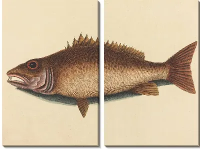 Картина Мангровый луциан (Labrus griseus) (1754 г.)