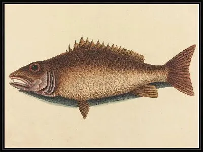 Картина Мангровый луциан (Labrus griseus) (1754 г.)