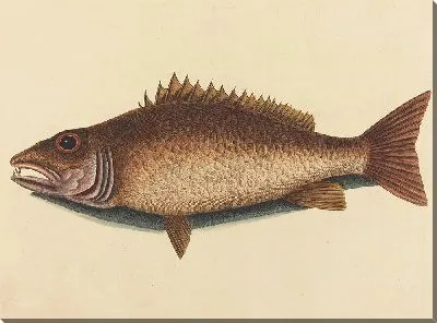 Картина Мангровый луциан (Labrus griseus) (1754 г.)