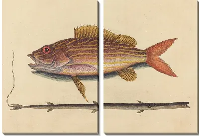 Картина Окунь-луциан (Sparus synagris) (1731-1743).