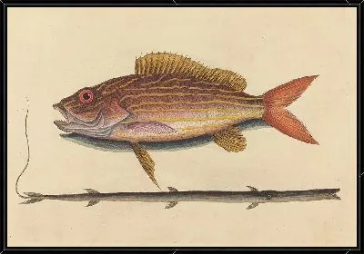 Окунь-луциан (Sparus synagris) (1731-1743).