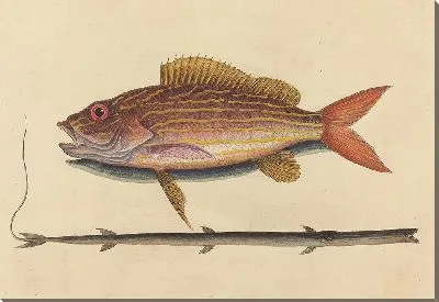 Окунь-луциан (Sparus synagris) (1731-1743).