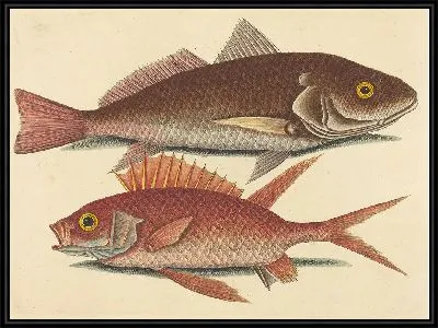 Картина Крокер (Perca undulata) (1731-1743)