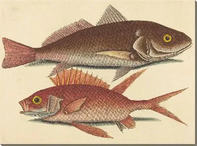 Картина Крокер (Perca undulata) (1731-1743)