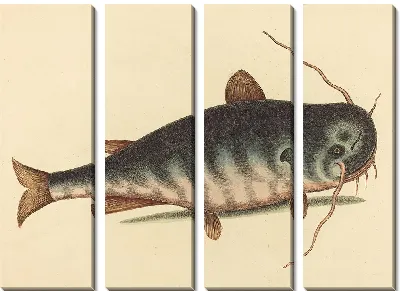 Картина Рыба-кошка (1754)