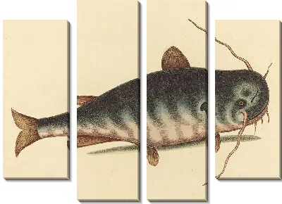 Картина Рыба-кошка (1754)