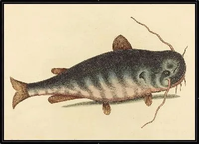 Картина Рыба-кошка (1754)