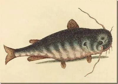 Картина Рыба-кошка (1754)