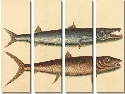 Картина Барракуда (Esox barracuda) (1754 г.)