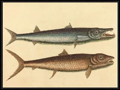 Картина Барракуда (Esox barracuda) (1754 г.)