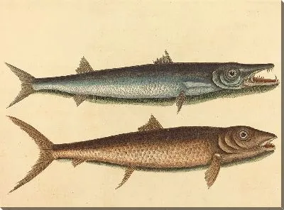 Картина Барракуда (Esox barracuda) (1754 г.)