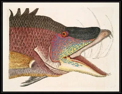 Картина Суиллус, Великая Рыба-Свинья. (1754)