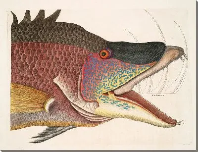 Картина Суиллус, Великая Рыба-Свинья. (1754)