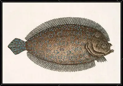 Картина Solea lunata (Солнце)