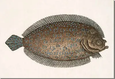 Картина Solea lunata (Солнце)