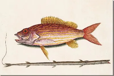 Картина Рыба-табак (1754)