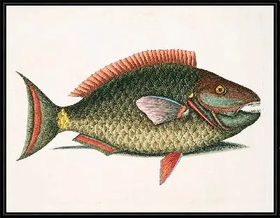 Рыба-попугай (1754 г)