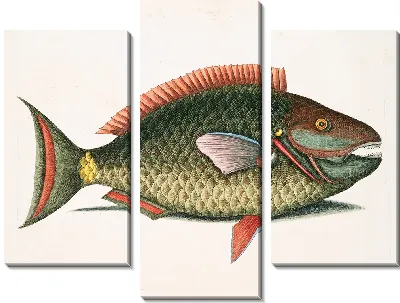 Рыба-попугай (1754 г)