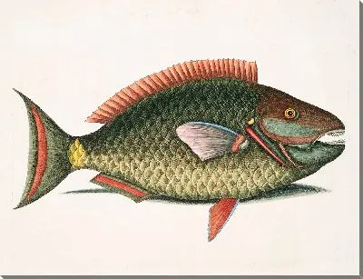 Рыба-попугай (1754 г)