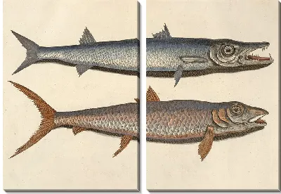 Картина Хищные рыбы