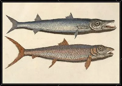 Картина Хищные рыбы