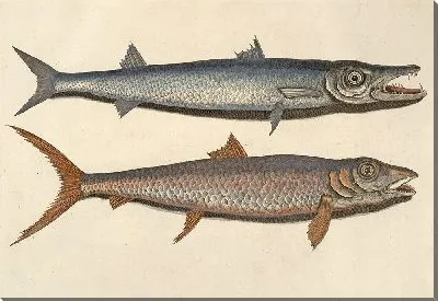 Картина Хищные рыбы