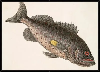 Рыба-Камень (1754 г)