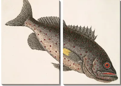 Рыба-Камень (1754 г)