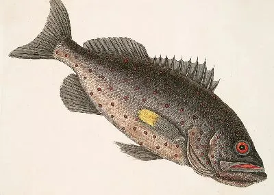 Рыба-Камень (1754 г)