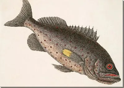 Рыба-Камень (1754 г)