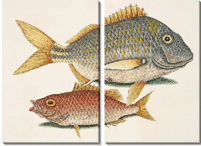 Картина Перка Пиунис, Школьный учитель (1754)