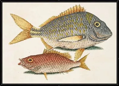 Картина Перка Пиунис, Школьный учитель (1754)