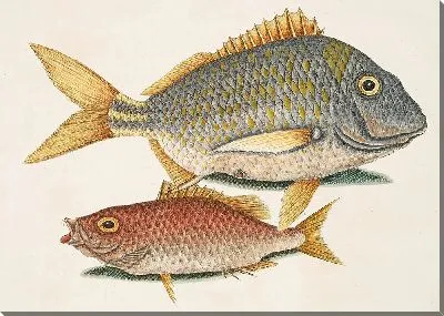 Картина Перка Пиунис, Школьный учитель (1754)