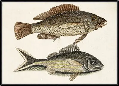 Картина Чернохвостый (1754)