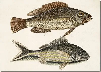 Картина Чернохвостый (1754)