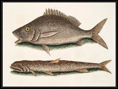 Картина Морской ястреб-перепелятник (1754)