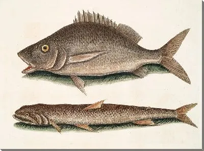 Картина Морской ястреб-перепелятник (1754)