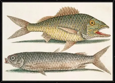 Картина Багамский сиг, кефаль (1754)