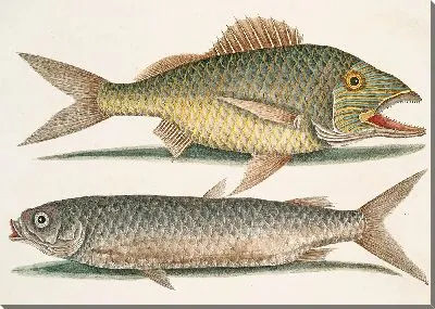 Картина Багамский сиг, кефаль (1754)