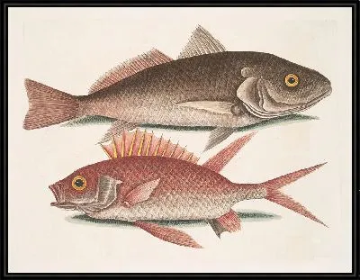 Картина Крокер, Белка (1754)