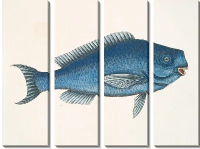 Картина Новакула, Голубая рыба (1754)