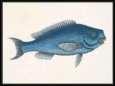 Картина Новакула, Голубая рыба (1754)