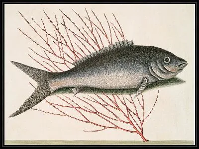 Картина Рыба-кость (1754 г)